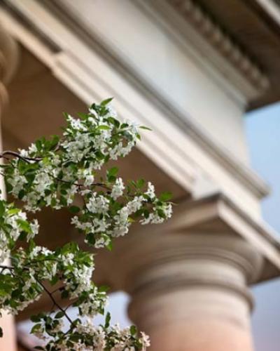 flowers in front of building pillars